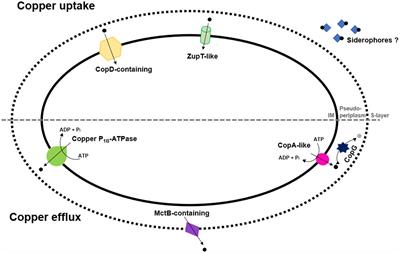 Assessment of Haloferax mediterranei Genome in Search of Copper-Molecular Machinery With Potential Applications for Bioremediation